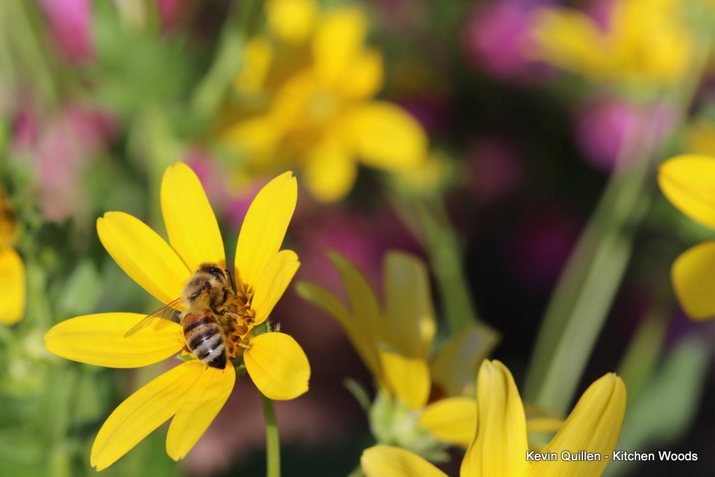 Bee on Yellow Wildflowers - 2